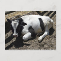 vache, bébé