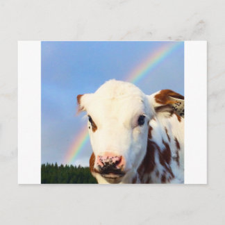 Carte Postale Vache bébé