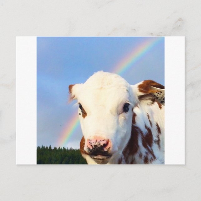 Carte Postale Vache bébé (Devant)
