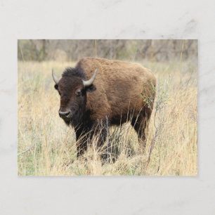 Carte Postale Vache bisons dans les Flint Hills, Kansas