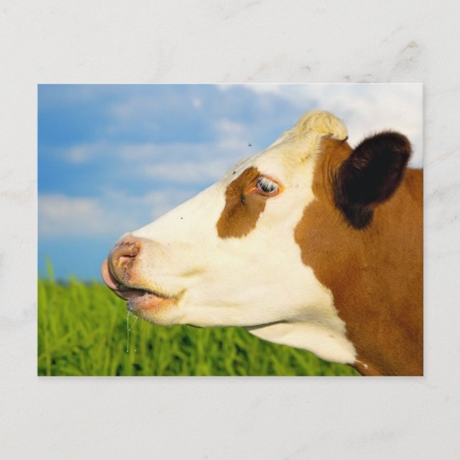 Carte Postale Vache blanche Brown qui regarde droit devant. (Devant)