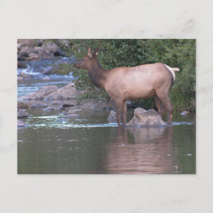Carte Postale Vache blanche traversant la rivière tôt le matin.