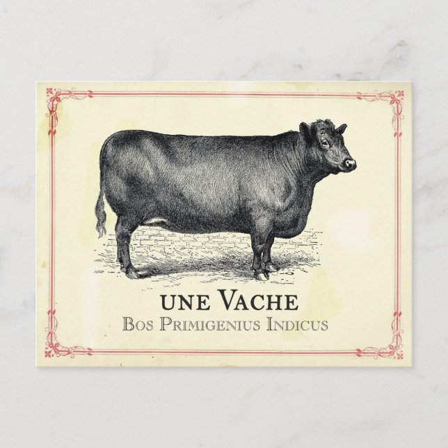 Carte Postale Vache Cow (Devant)