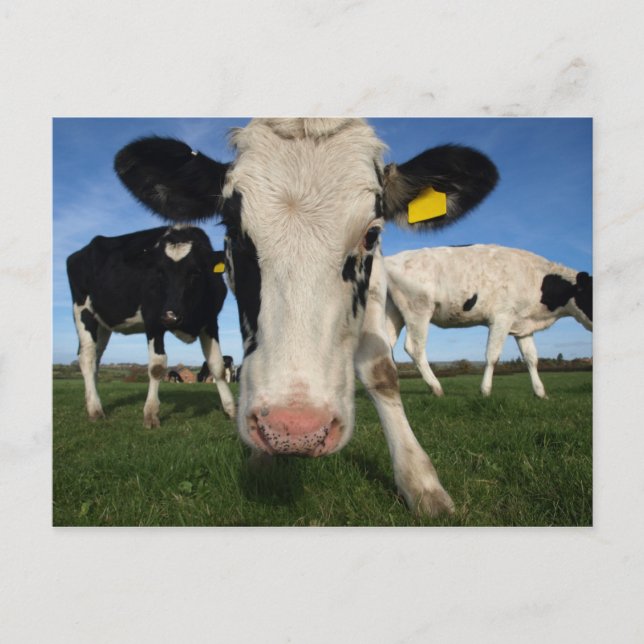 Carte Postale Vache curieuse (Devant)