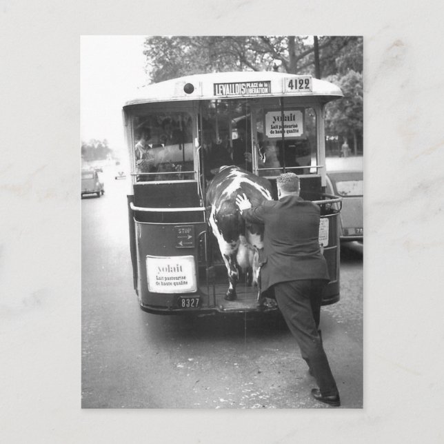 Carte Postale Vache dans le tramway (Devant)