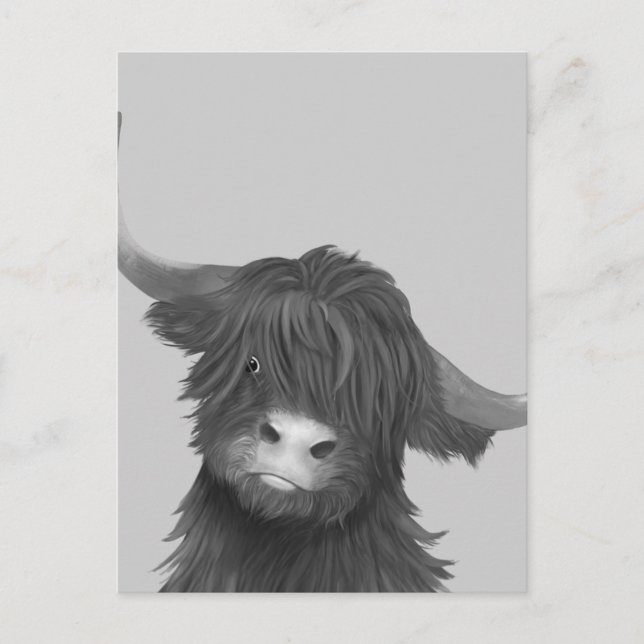 Carte Postale Vache de Balck et de White Highland (Devant)