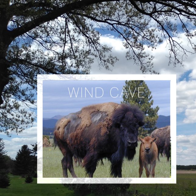 Carte Postale Vache de bison et veau, parc national de la Grotte (Créateur téléchargé)