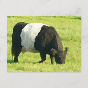 Carte Postale Vache de galloway peinte à la ceinture en champ
