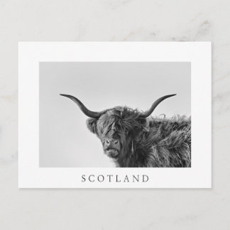 Carte Postale Vache des hautes terres robuste en monochrome