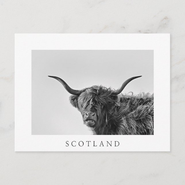 Carte Postale Vache des hautes terres robuste en monochrome (Devant)