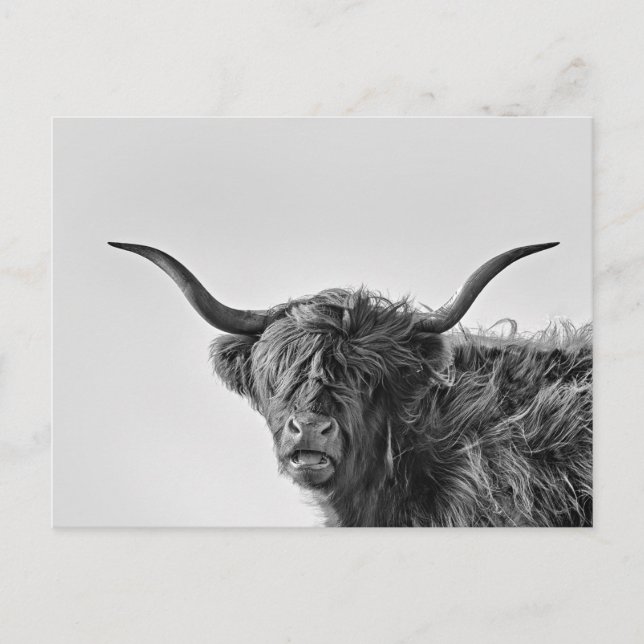 Carte Postale Vache des hautes terres robuste en monochrome (Devant)