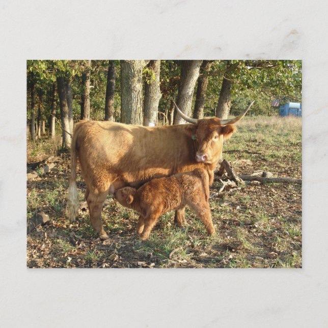 Carte Postale Vache des Highlands avec veau (Devant)