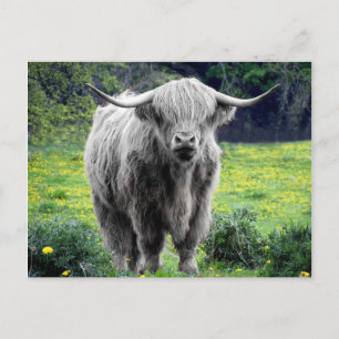 Carte Postale Vache des Highlands Écosse Rustique