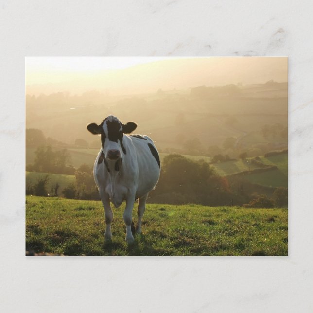 Carte Postale Vache du soir (Devant)