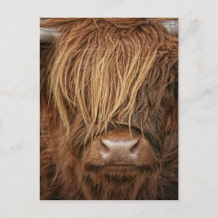 Carte Postale Vache écossaise des Highlands - Écosse