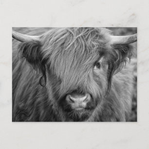 Carte Postale Vache écossaise des Highlands - Écosse