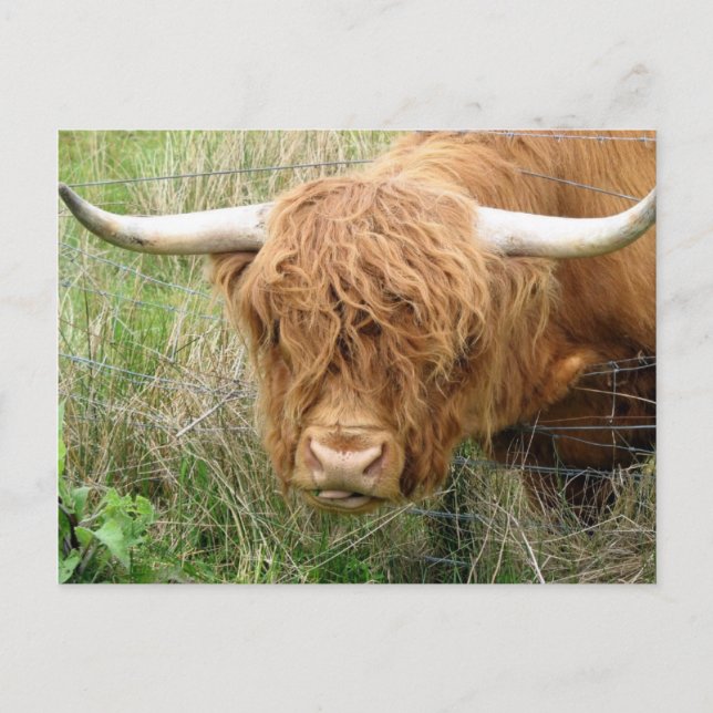 Carte Postale Vache écossaise poilue (Devant)