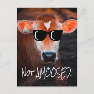 Carte Postale Vache en lunettes de soleil Pas aMOOsed mignon drô