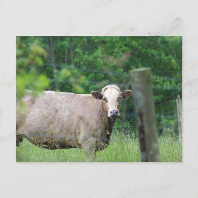 Carte Postale Vache et clôture (Devant)