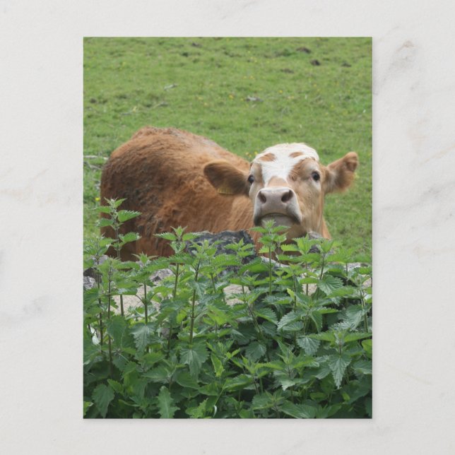 Carte Postale Vache et filets piquants (Devant)