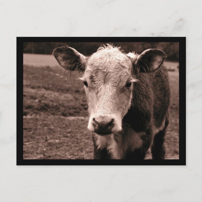 Carte Postale Vache et mouche (Devant)