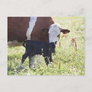 Carte Postale Vache et veau