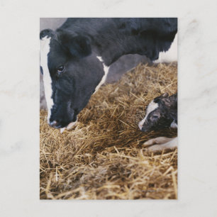 Carte Postale Vache et veau en foin