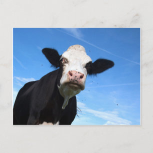 Carte Postale vache fourchue