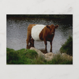 Carte Postale Vache Galloway à courroie de Dartmoor debout dans