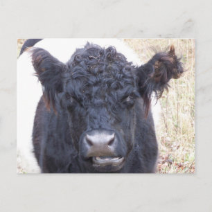 Carte Postale Vache galloway ceinturée - Emma