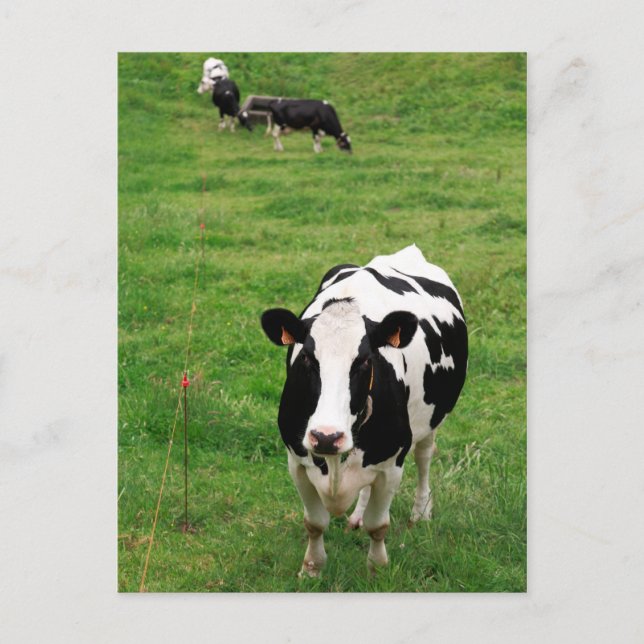 Carte Postale Vache Holstein (Devant)