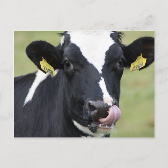 Carte Postale Vache holstein à cueillir le nez (Devant)