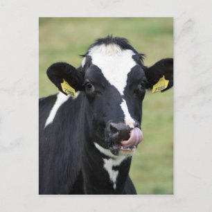 Carte Postale Vache holstein à cueillir le nez