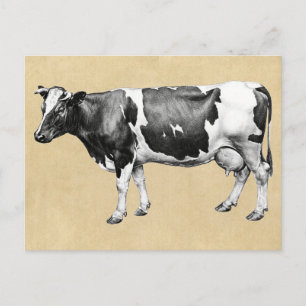 Carte Postale Vache laitière