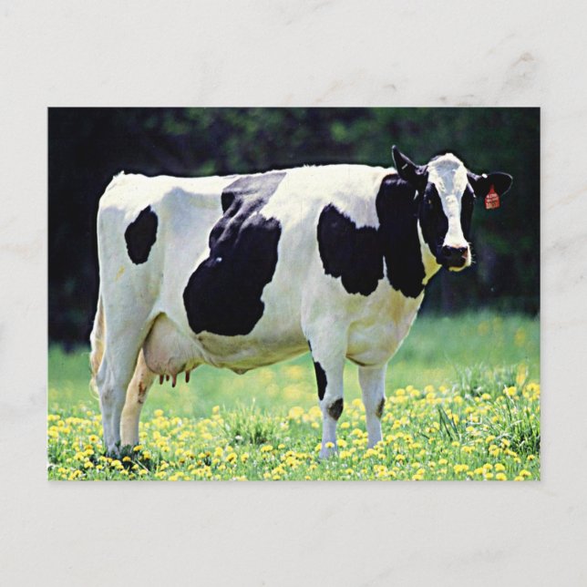 Carte Postale Vache laitière du Wisconsin (Devant)