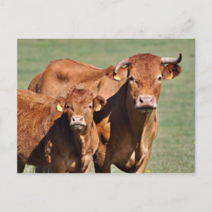 Carte Postale Vache limousine et veau
