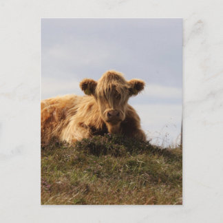 Carte Postale Vache luante sur l'île d'Islay, Écosse
