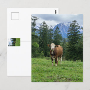Carte Postale Vache mignonne en Algaeu - Bavière, Allemagne
