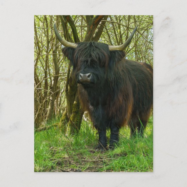 Carte Postale Vache Noire Des Highlands Dans Les Bois (Devant)