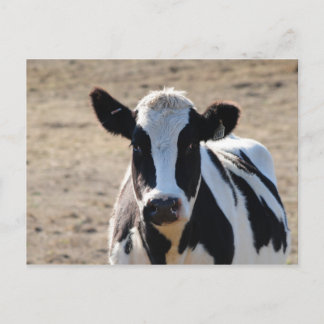 Carte Postale Vache noire et blanche