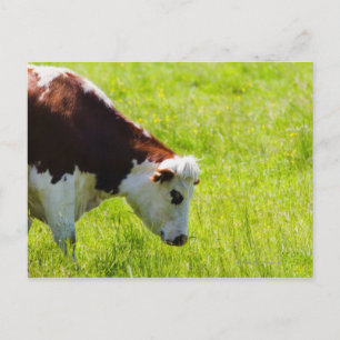 Carte Postale Vache pâturant dans un champ, Vallée de la Loire, 