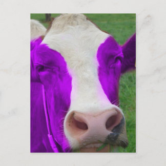 Carte Postale vache pourpre