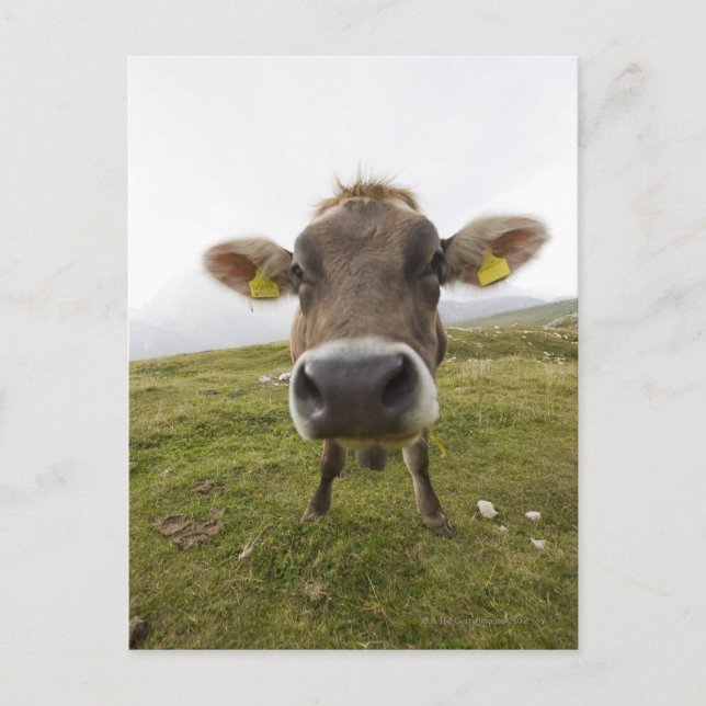 Carte Postale Vache près de Tre Cime Di Lavaredo à Misurina, (Devant)