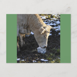 Carte Postale Vache qui lèche un bloc de sel