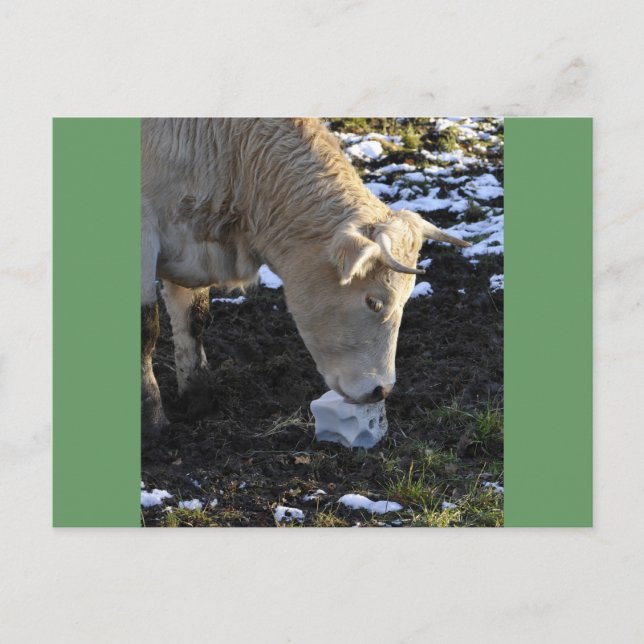 Carte Postale Vache qui lèche un bloc de sel (Devant)
