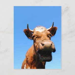 Carte Postale Vache riante