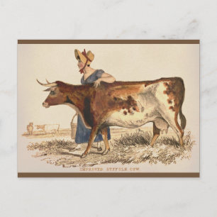 Carte Postale Vache Suffolk - Russe Vintage Pays Agritourisme Ar