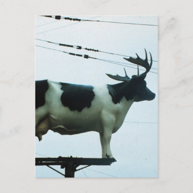Carte Postale Vache sur un pôle téléphonique (Devant)