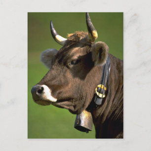 Carte Postale Vache typique