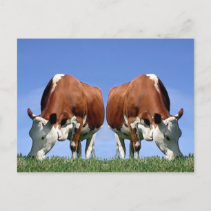 Carte Postale Vaches